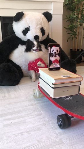 Behind the scenes of the skateboard trend #puppy #tutorial