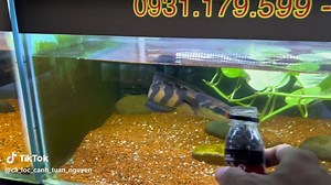 #cá lóc cảnh : Sampit Lampuyang , hãy cho cá ăn cám viên King Barbar hàng ngày or ngày mồi tươi ngày cám , để cá đc phát triển tốt nhất: vạch, viền, vảy, màu …