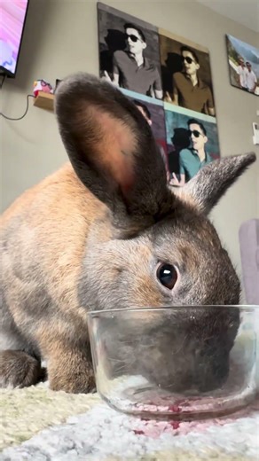 Peep drinks apple juice. Bunny tongue! #bunny #cutebunny #pets