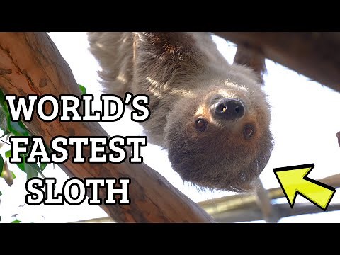Fastest Sloth In The World