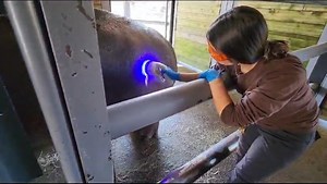 145K views · 374 reactions | 啕鍊 HIPPO HEALING 101 鍊啕 Hey wildlife...