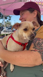 No matter how long it takes, they never lose hope. ❤️‍🩹 Each of these sweet dogs are available for adoption at RescueAChi.com. 🐶 Video footage contributed by @wordjames 🎥#dogs #sandiego #shelterdog #shelterdogs #shelterlife #fosterdog #chihuahua #chihuahuarescue #animals #animallover #animalrescue | Chihuahua Rescue of San Diego County