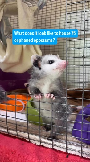21K views · 1.2K reactions | We have SO many opossums right now! Baby opossums a born about the size of a honey-bee, and live in their mom’s pouch before they outgrow it and start clinging to her fur. This is why it’s important to check the pouches of road-killed opossums; often, there are babies inside that need help! #animals #wildliferescue #opossums #babyanimals | Carolina Wildlife Conservation Center | Facebook