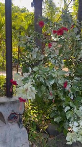 6 comments | Gumamela #highlightseveryone #follower #flowers #flores #highlights2025 | Rica Nool | Facebook