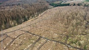 The forest is cleared. Drought and heat, storms and bark beetles have damaged many conifers. Forest areas are being cleared. Scenic flight over a clearing with stacks of logs.