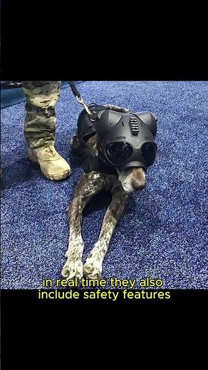 Tactical helmets are designed for K9 dogs in rescue and law enforcement. #K9Unit #Tacticalgear