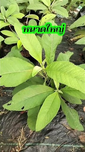 Large-leaved slender herb with many medicinal properties. #large-leavedslender