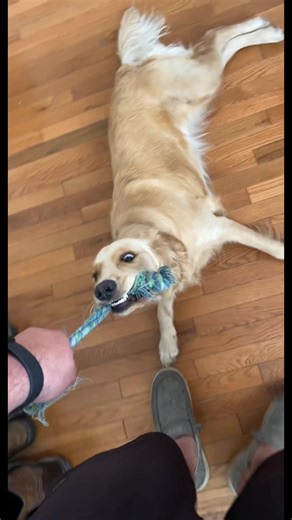 Golden Retriever Life: Adorable Moments with Big Dogs