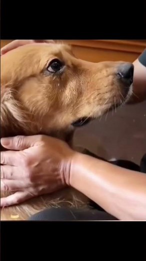 “This dog cannot stop🥹💔 crying over the death of his beloved friend #sad #emotional #short