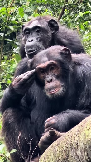 Step into the heart of Kibale Forest 🐵🌿 Experience the thrill of chimpanzee trekking as the wild comes alive around you. 🎥 Video credit: @lazarorz89 For inquiries and bookings: 📱 WhatsApp: 256 773 286 136 📧 Email: kisembosimbauganda@gmail.com 🌐 Website: www.kisembosimbauganda.com © All rights reserved. #ChimpanzeeTrekking #KibaleForest #UgandaWildlife #PrimateLife #ExploreUganda