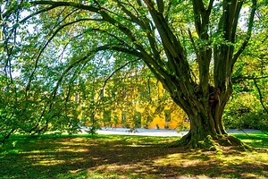 Exploring the Diverse World of Hornbeam Trees | LoveToKnow