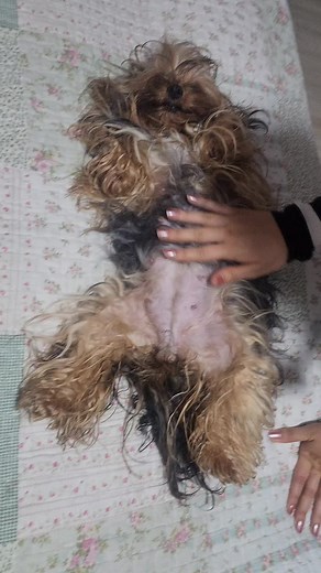 Adorable Yorkie: A Guide to Caring for Your Yorkshire Terrier