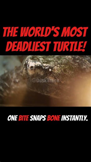 The Turtle You Should NEVER Touch #facts #shorts