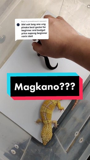 Replying to @yomeshinooo Time to address the most common question, how much are leopard geckos? I will discuss what influences the pricing of leopard geckos and how much are the usual geckos #leopardgecko #leopardgeckos #gecko #price #fyp #foryoupage #reptilephilippines #reptile #pettok #pet #animal #tangerines #blacknight #albino