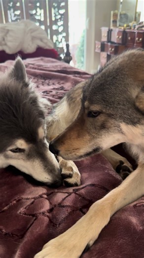 What a stinker #wolfdog #🐺 #❤️