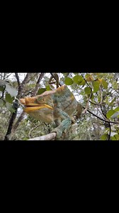 Calumma parson yellow lip at Ranomafana today #herping_tour #naturetourmadagascar #chameleontour #reptiles #Madagascar #herping #nature #parson | Sergio Tour Guide