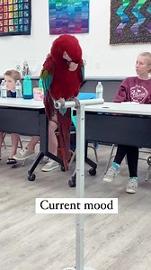 Friday feeling #greenwingmacaw #macaw #macawparrot #Masterclass #currentmood #happyfriday #birdlovers #birdtricks #birb | BirdTricks
