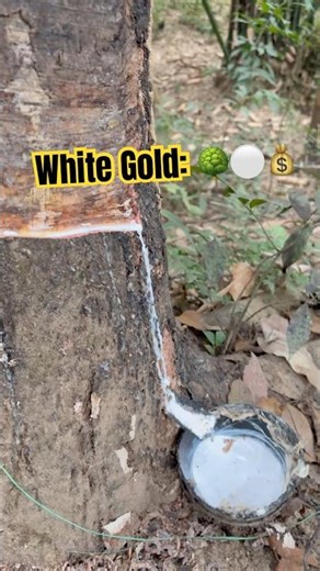 ⚪️ White Gold 🪵🧤💲 Latex Extraction & Processing | #viralpost #trending #passiveincome #avatar