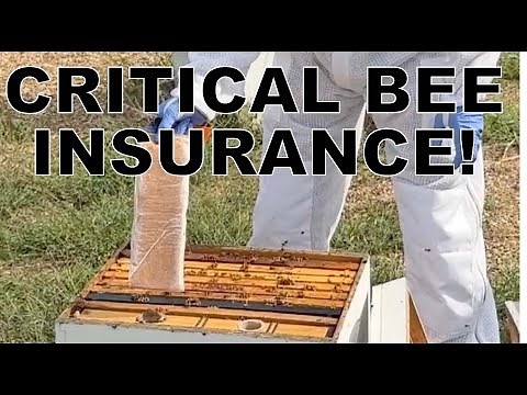 BEEKEEPING: How, Why & When to Feed Pollen Patties