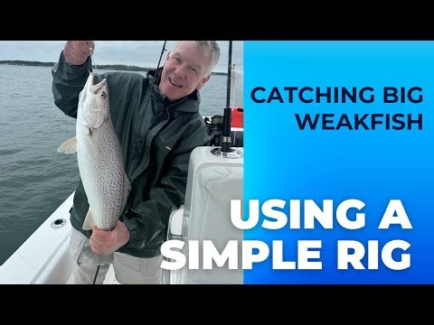 Big Weakfish Using a Simple Rig (No Bait Necessary)!!!!