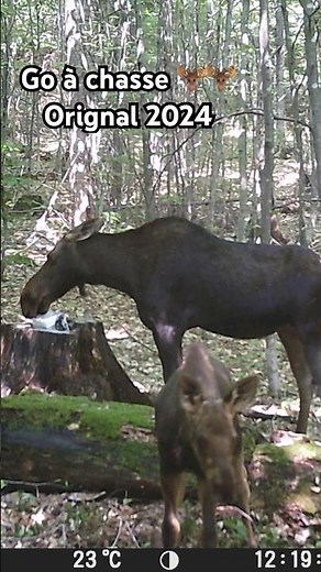 Chasse à l’orignal 2024 à l’arc 🫎🌲 #moosehunting #chasseur #bowhunting #orignal #chasseorignal #qc