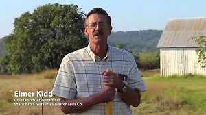 How to Plant Blackberries