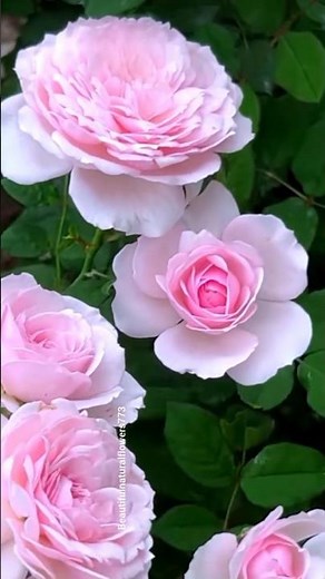 Nature Feels Like Heaven 🌹 | Calm & Beautiful 4k Shorts