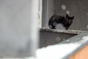 DA LI ZNATE ZAŠTO MAČKA MJAUČE ISPRED VRATA? U pitanju su 4 razloga, a ponekad samo hoće napolje da se izigra