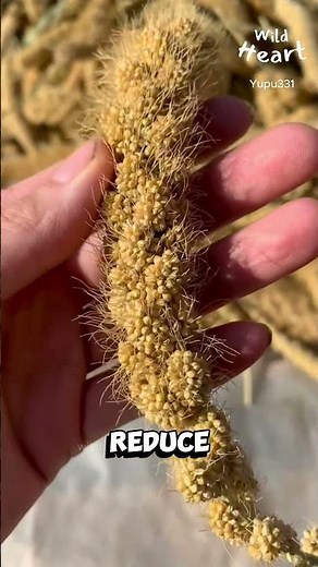 Processing Millet - The Traditional Way