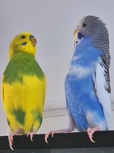 Budgie Care Tips for Happy Parakeets