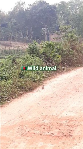 🇧🇩 Wild animal. Capture by Samsung Galaxy J7 Prime2 #ytshorts #youtubeshorts #wildlifeshorts