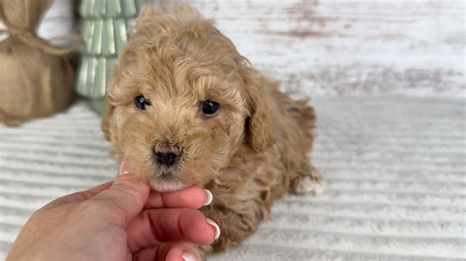 Havapoo puppy for sale