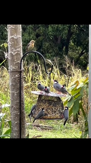 Birds 🐦 Vedio Java Finch #Birds_Nature_Official #Birds #nature #wildlife