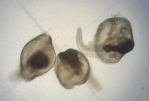 Improving geoduck aquaculture through “hardening”