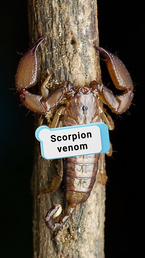 3.8M views · 45K reactions | Scorpion venom: most expensive liquid on Earth. #Science #Research | Hashem Al-Ghaili | Facebook