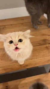 5.4K views · 250 reactions | Little Protester  #5 | Alex Cattery House | Facebook