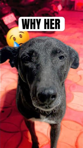 This Dog Needed Help… 🥺🐶#minivlog #minivlogshorts #doglover