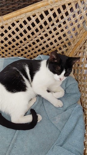 My cat’s bedtime is… all the time 😹💤😺 No schedule needed #cat #cutecats #puppy #cute #catsofinstagra