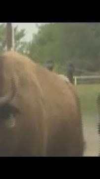 After 150 years, bison are back on Choctaw Nation prairie in Oklahoma