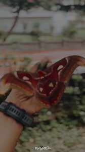 The Atlas Moth @ MACFAST Campus: The atlas moth is considered among the largest moths in the world, along with species like the white witch moth, which can have a wingspan up to 14 inches, according to the California Academy of Sciences. Sightings of the creature are extremely rare. DOP: Allen George, S2 MBA thebatkid_ | MACFAST-Mar Athanasios College For Advanced Studies Tiruvalla