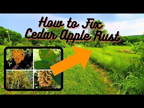 Fix Cedar Apple Rust: 3 Ways