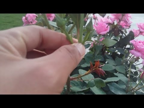 What is Disbudding | how to do Disbudding in rose | Importance of Disbudding in Flowering Plants