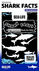 FREE Accessible Education Resource 🦈 Shark Facts 🦈 Introducing "Shark Facts", our exclusive, and first ever, accessible high contrast book. “Shark Facts” is a resource for all students, including those visual disabilities and for younger learners with sensory needs. Our book comes in two versions, a high contrast book for reading, and a video suitable for playing alongside our book or as an audiobook. There’s no better time to dive into the magic of reading! Download our resources for your cla