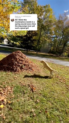 18K views · 806 reactions | Boing  | Dog Named Stella | Facebook