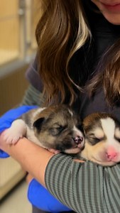 114 reactions · 30 shares | These are just Doji’s baby doggies!!! This sweet mama is heartworm positive and we’re desperately searching for a foster for her and her 9 puppies. This incredibly gentle and independent mama needs a calm home to raise her babies in! Apply to foster Doji and her babies on our website (linked in bio) or call the shelter at (218) 568-7387 for more information! #heartwormpositive #mamadog #tinypuppy #babydog #thatsjustmybabydog | The Babinski Foundation | Facebook