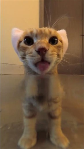 Numm numm numm😺😂