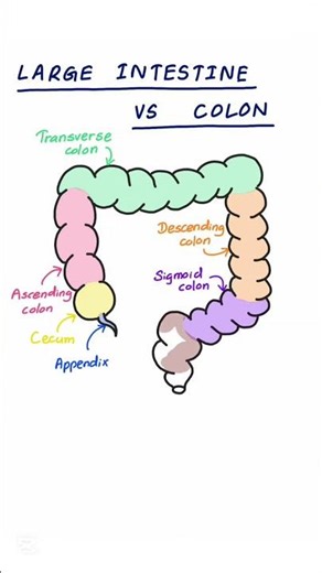 LARGE INTESTINE || COLON #shorts PART 1