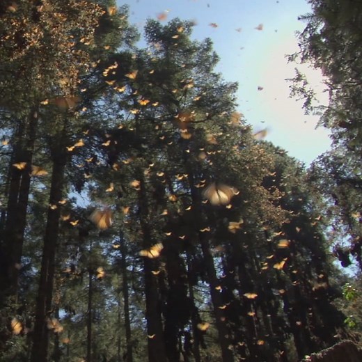 Butterflies while planning a vacay isn’t always a bad thing. Unsure of where to take the kids during summer break? Check out the link below to find a trip the whole family will love. #summerbucketlist #schoolsout https://www.travelocity.com/inspire/ | Travelocity