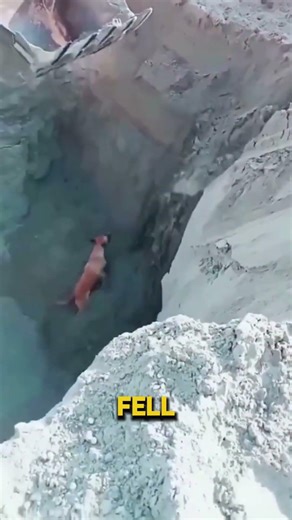 Dog Fell Into a Deep Pit… What This Man Did With an Excavator Is Insane #shorts