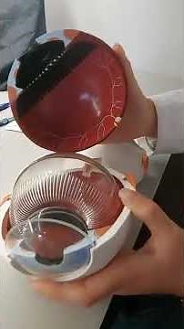 Globo ocular: Anatomía general del Ojo humano